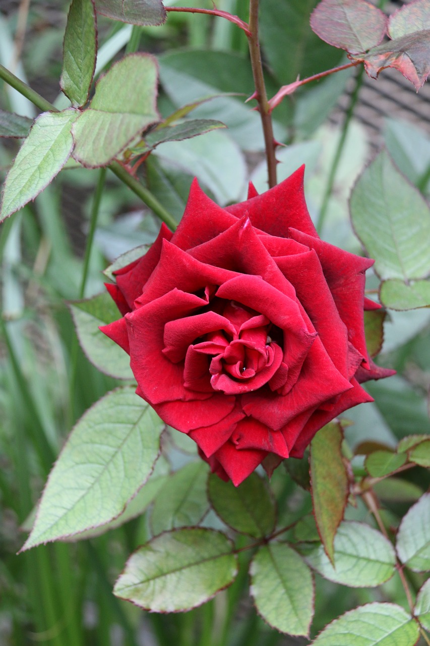 rose red flower free photo