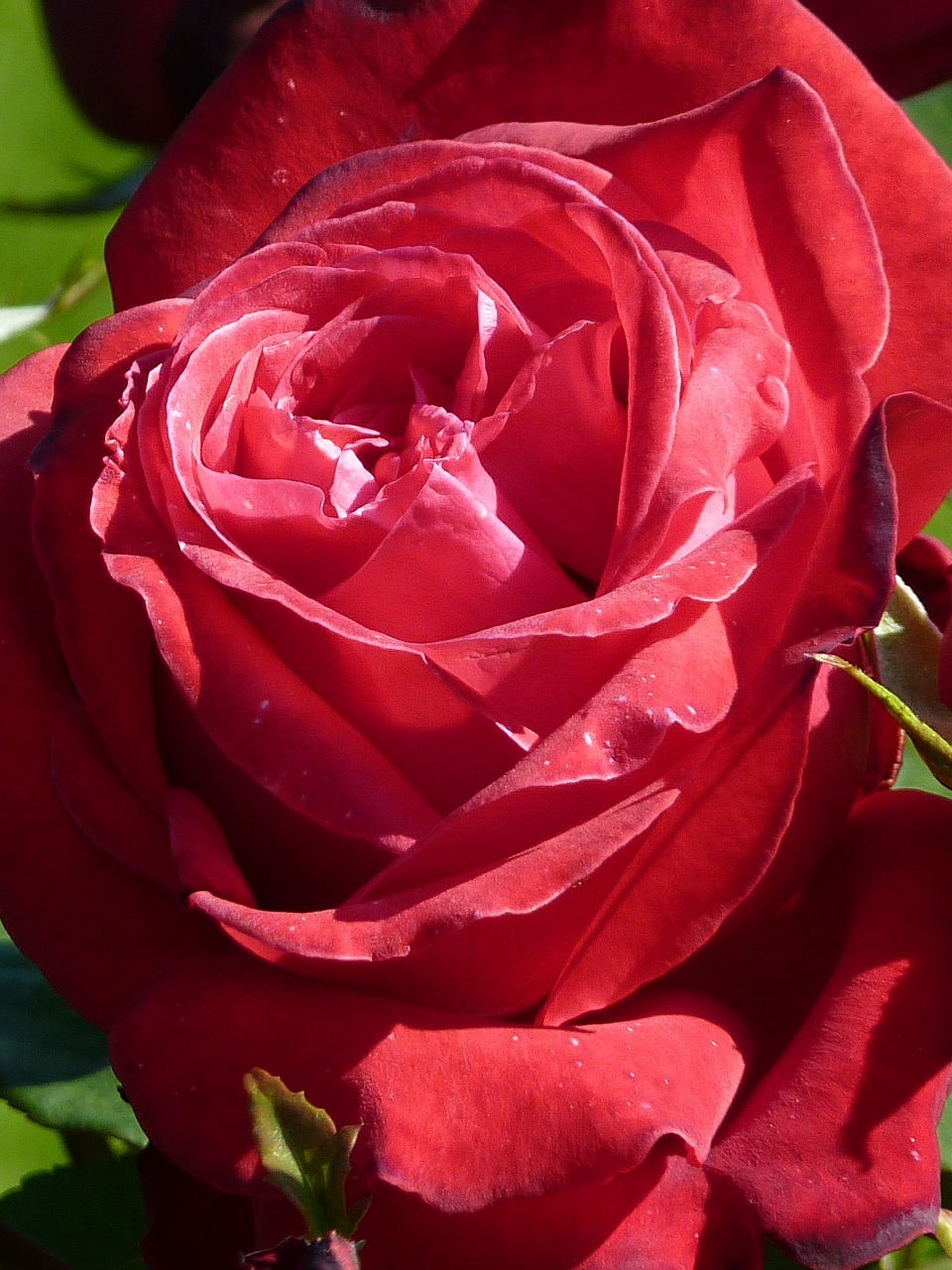 rose red flower free photo