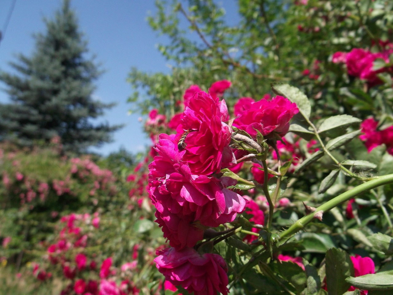 rose flower red rose free photo