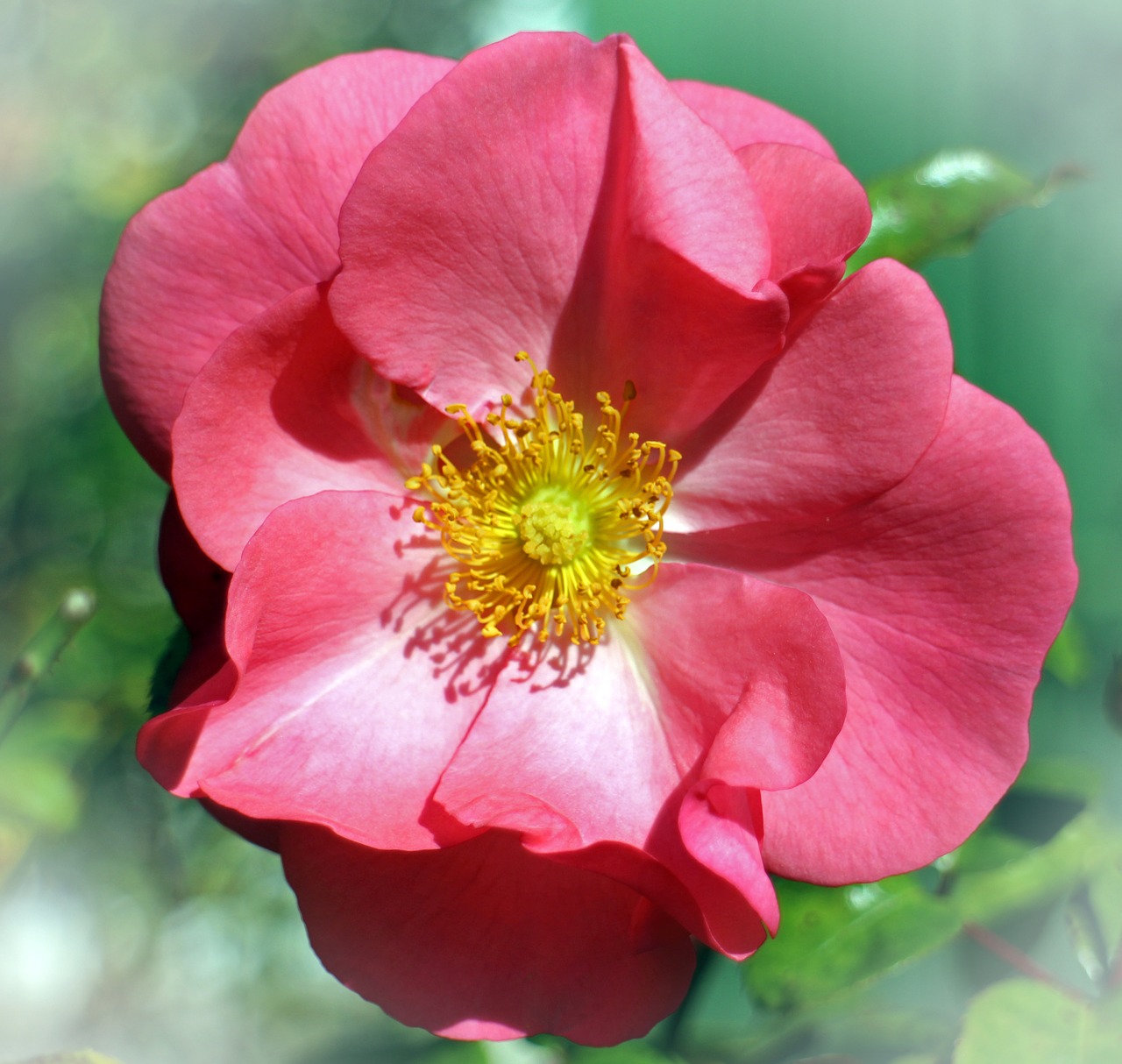 rose blossom bloom free photo