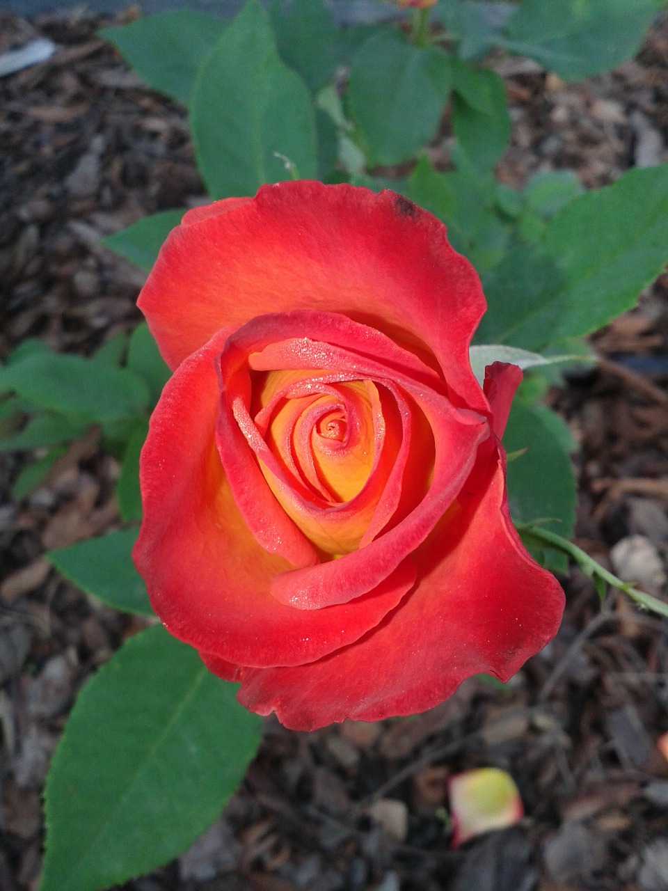 rose red rose red free photo