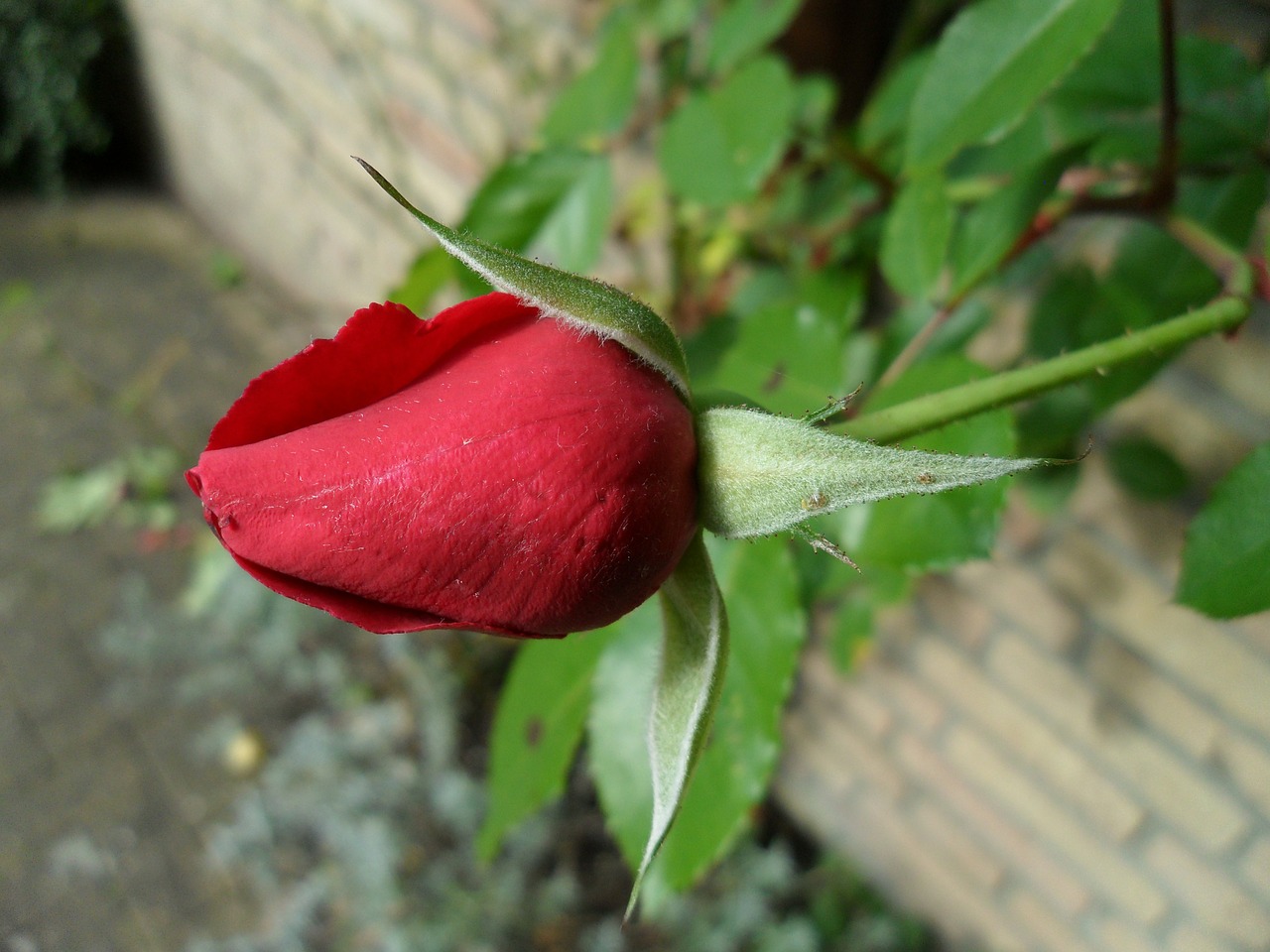 rose beautiful red free photo