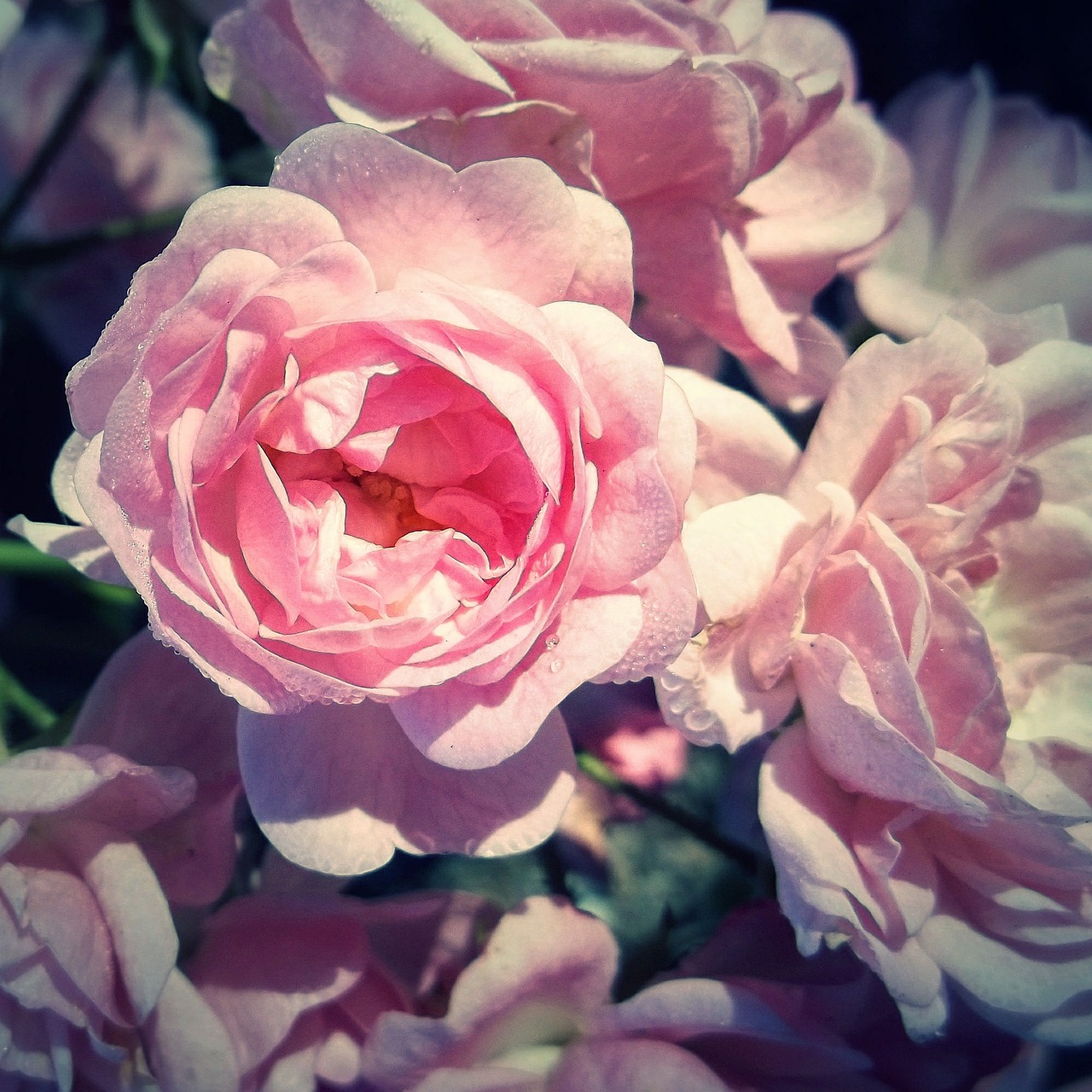 rose flower pink free photo