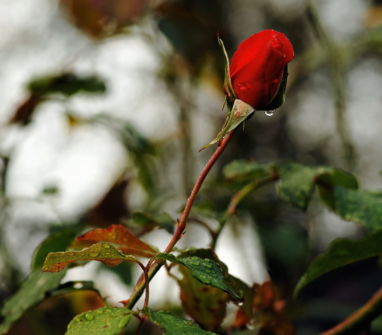 rose flower blossom free photo