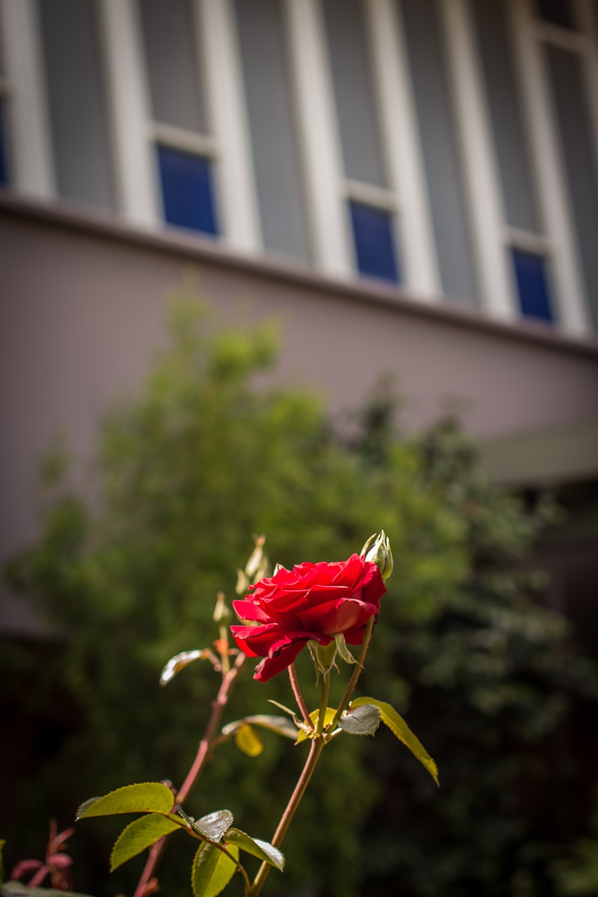 rose closeup garden free photo