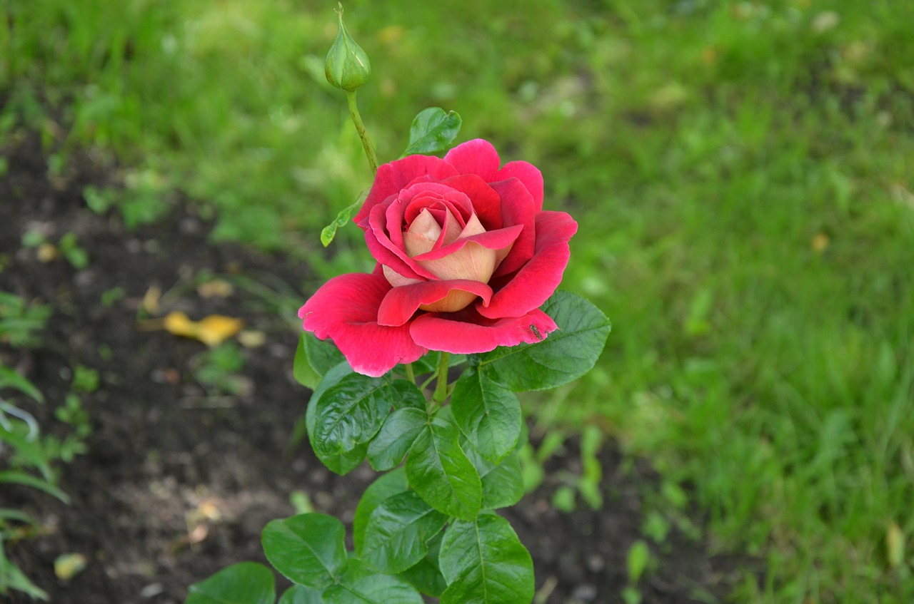 rose flowers nature free photo