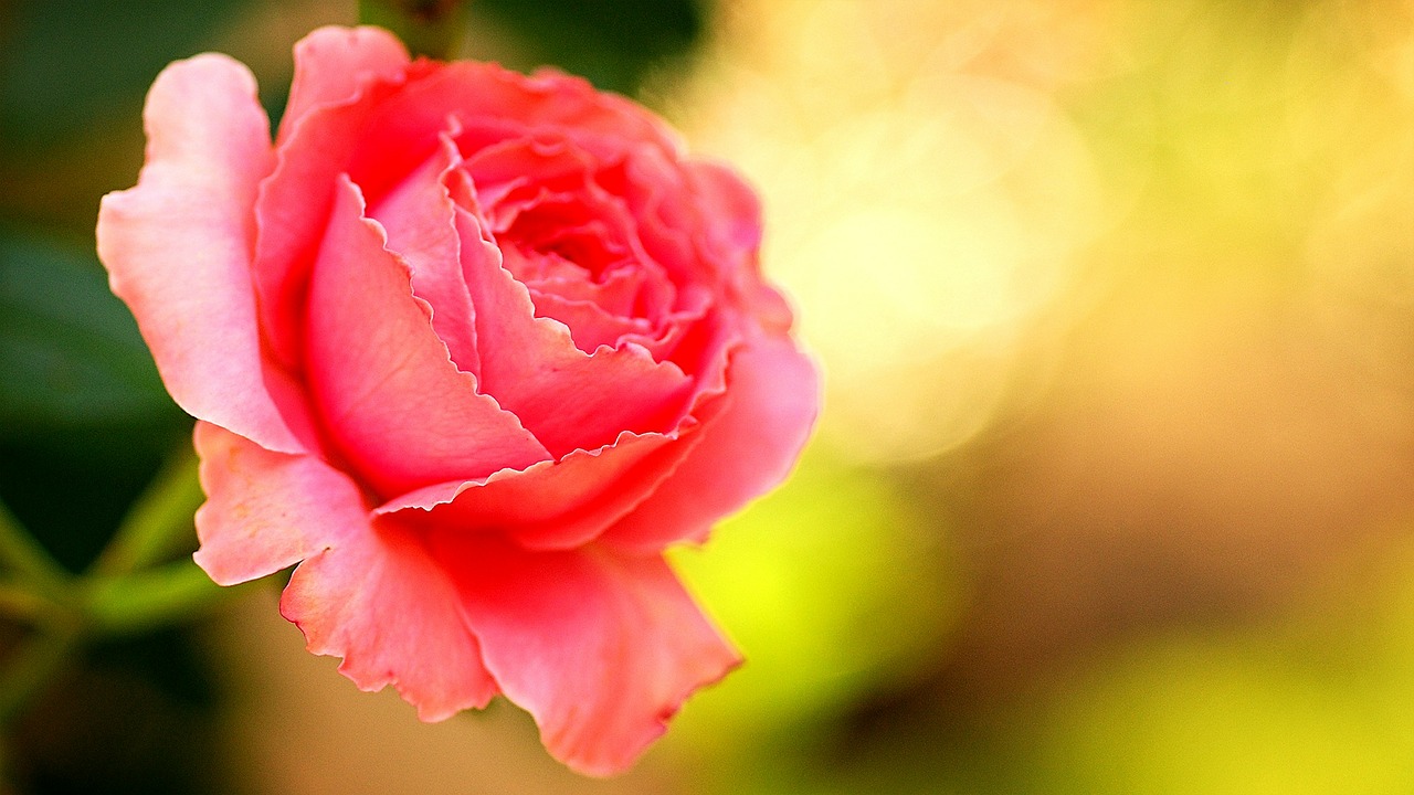 rose pink flower free photo