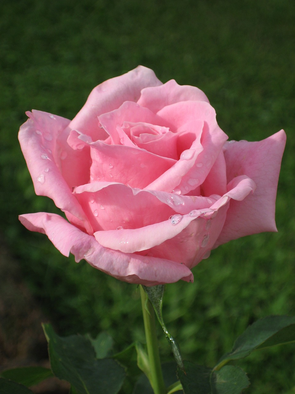 rose pink thailand free photo