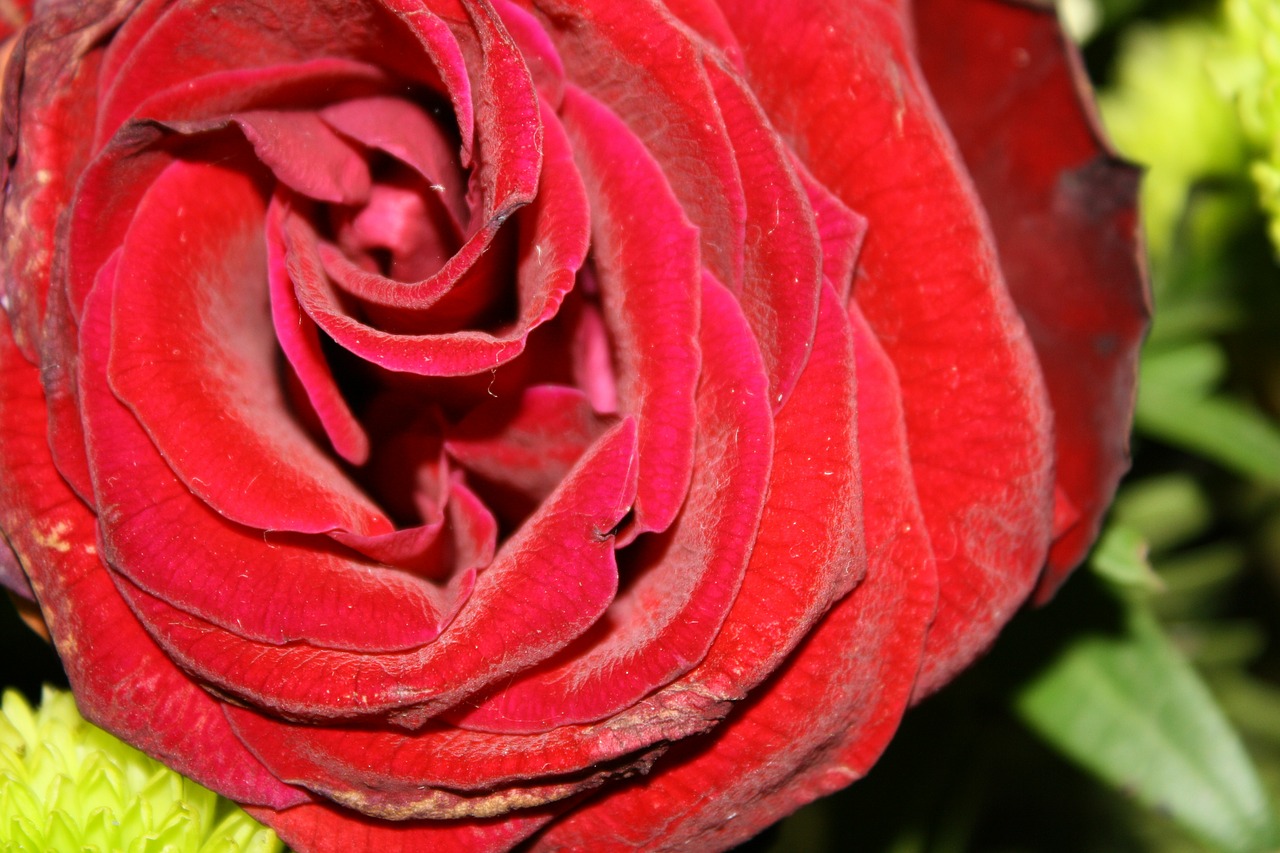 rose red rose bloom free photo