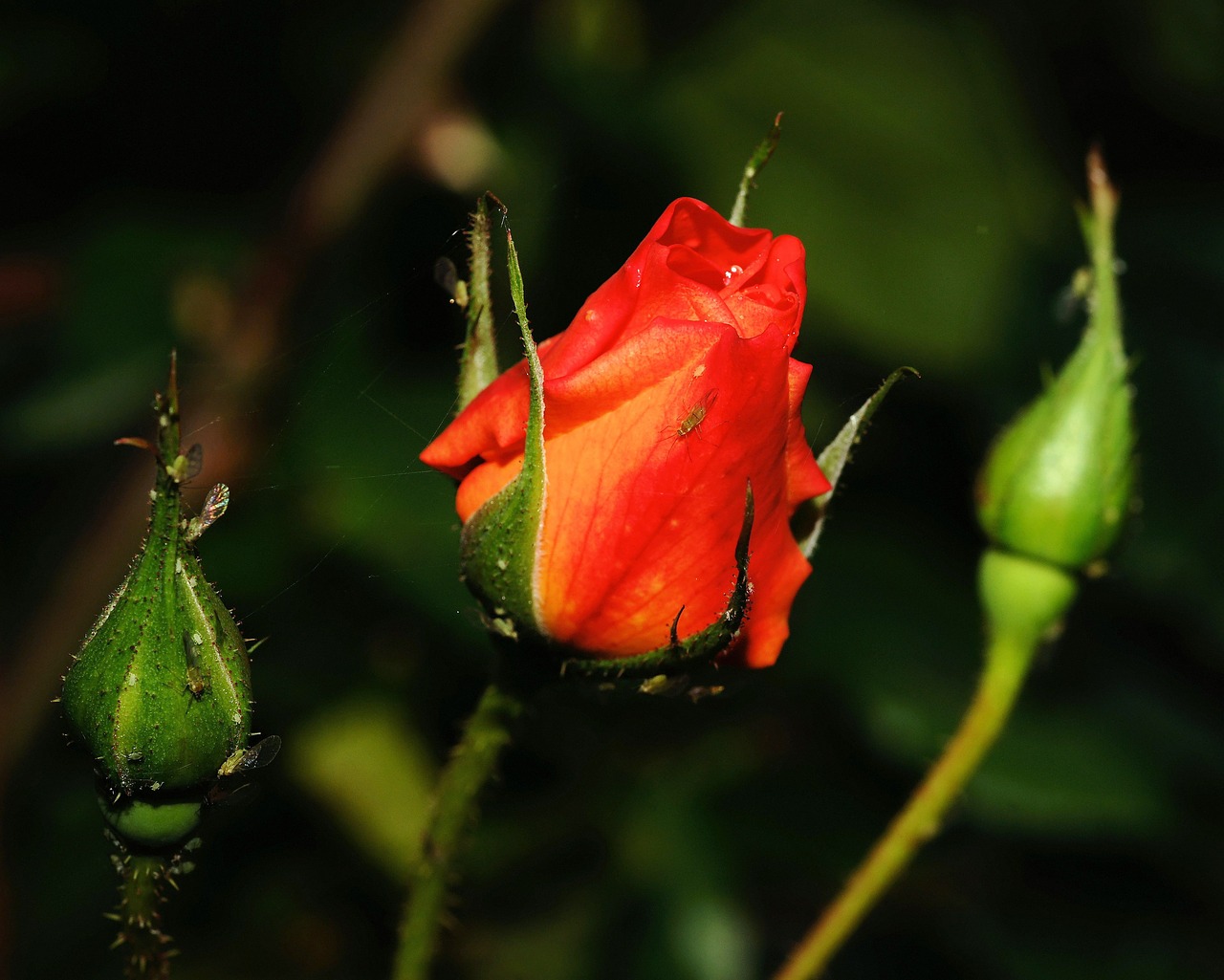 rose blossom bloom free photo