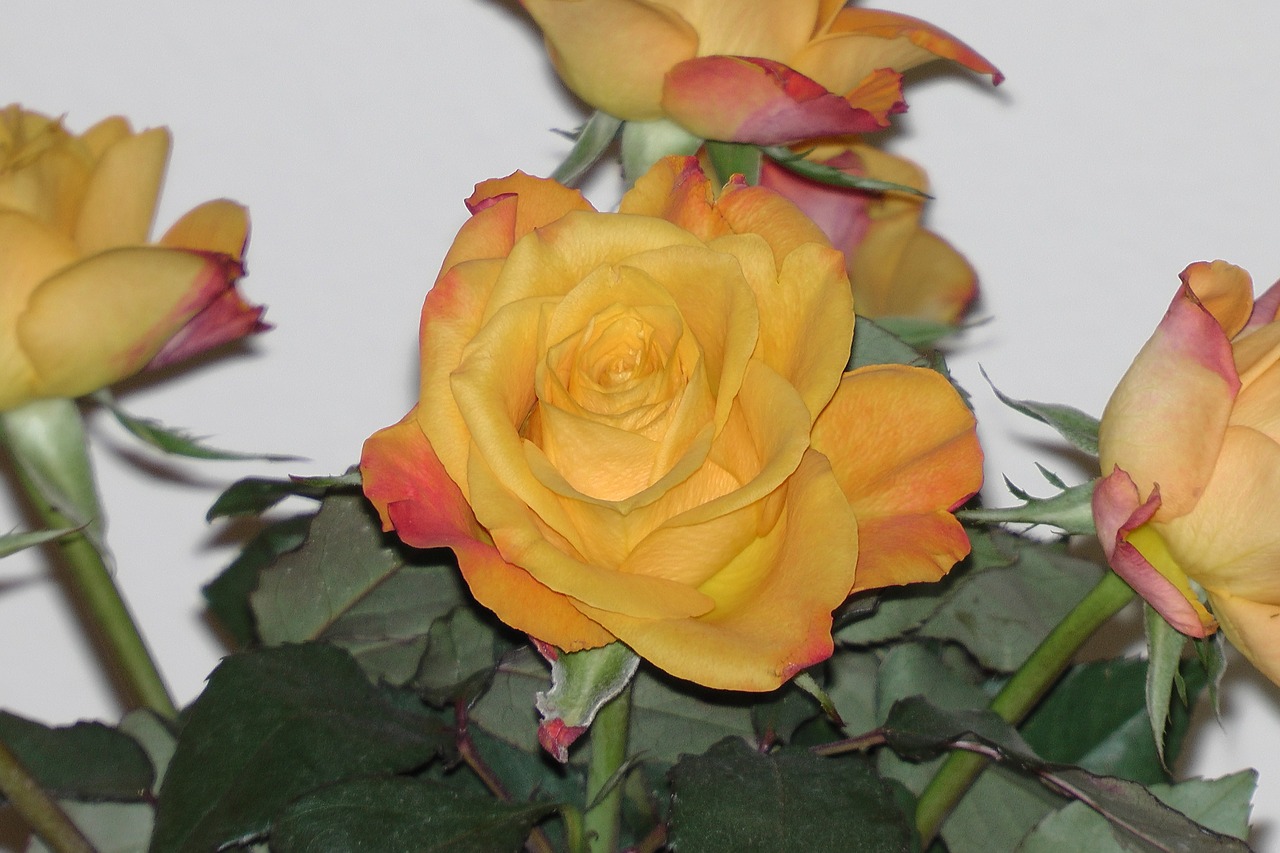 rose orange blossom free photo