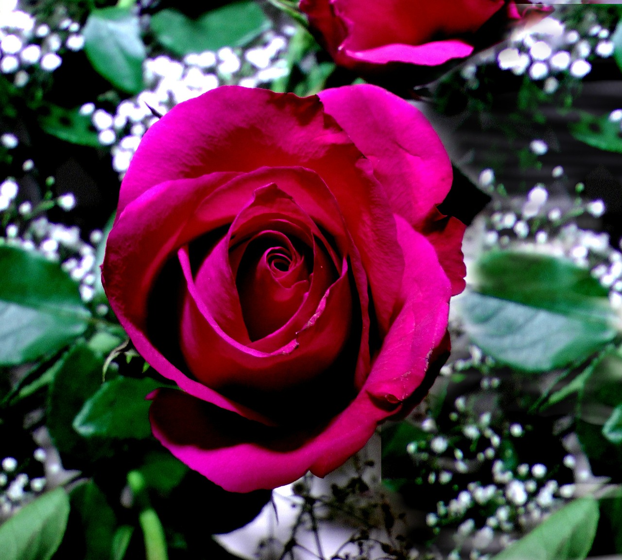 rose red rose bloom free photo