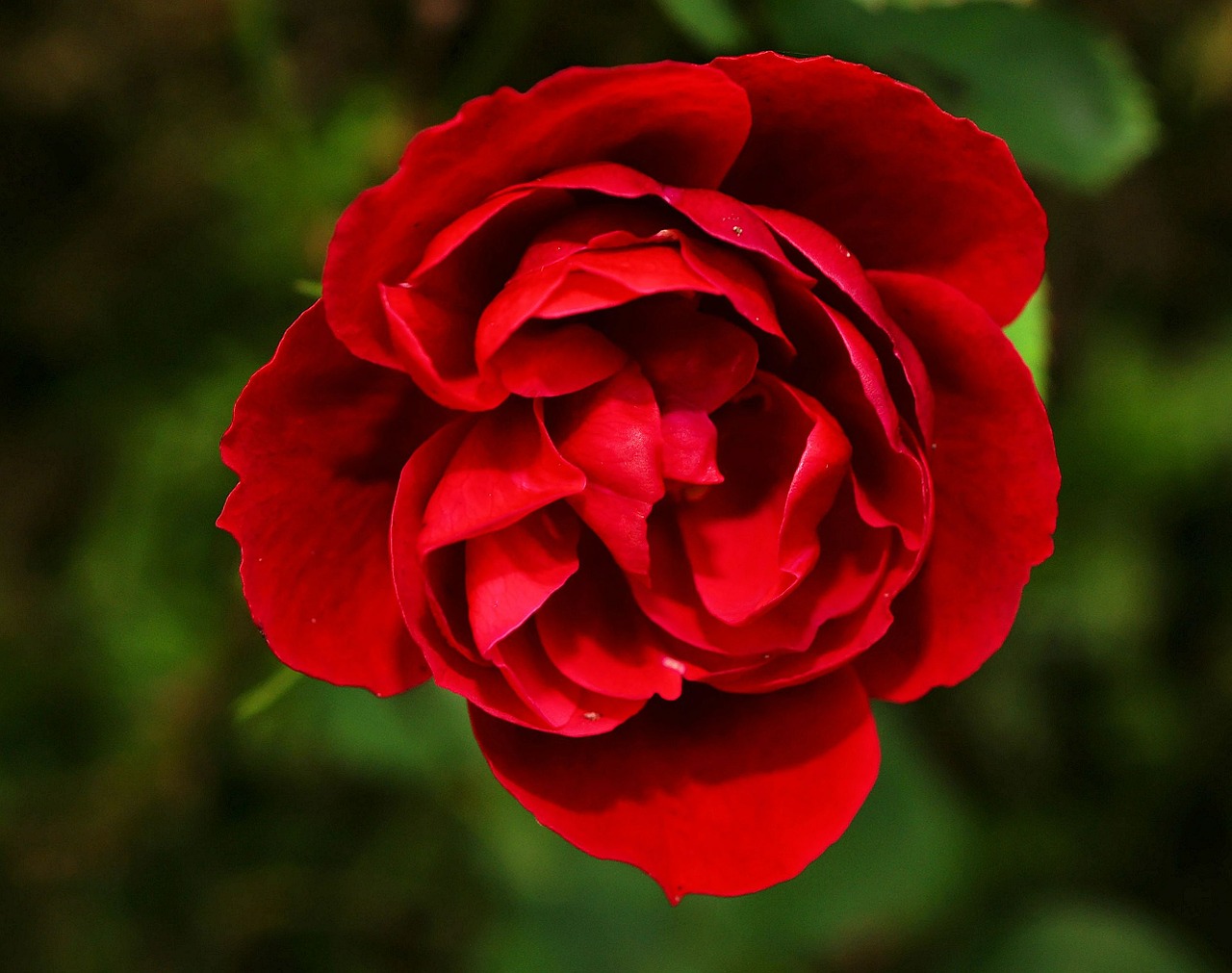 rose red flower free photo