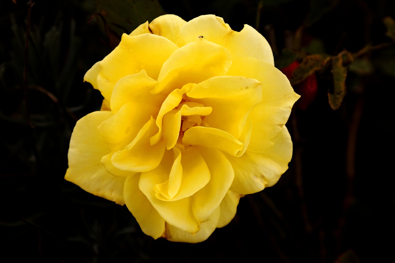 rose light yellow free photo