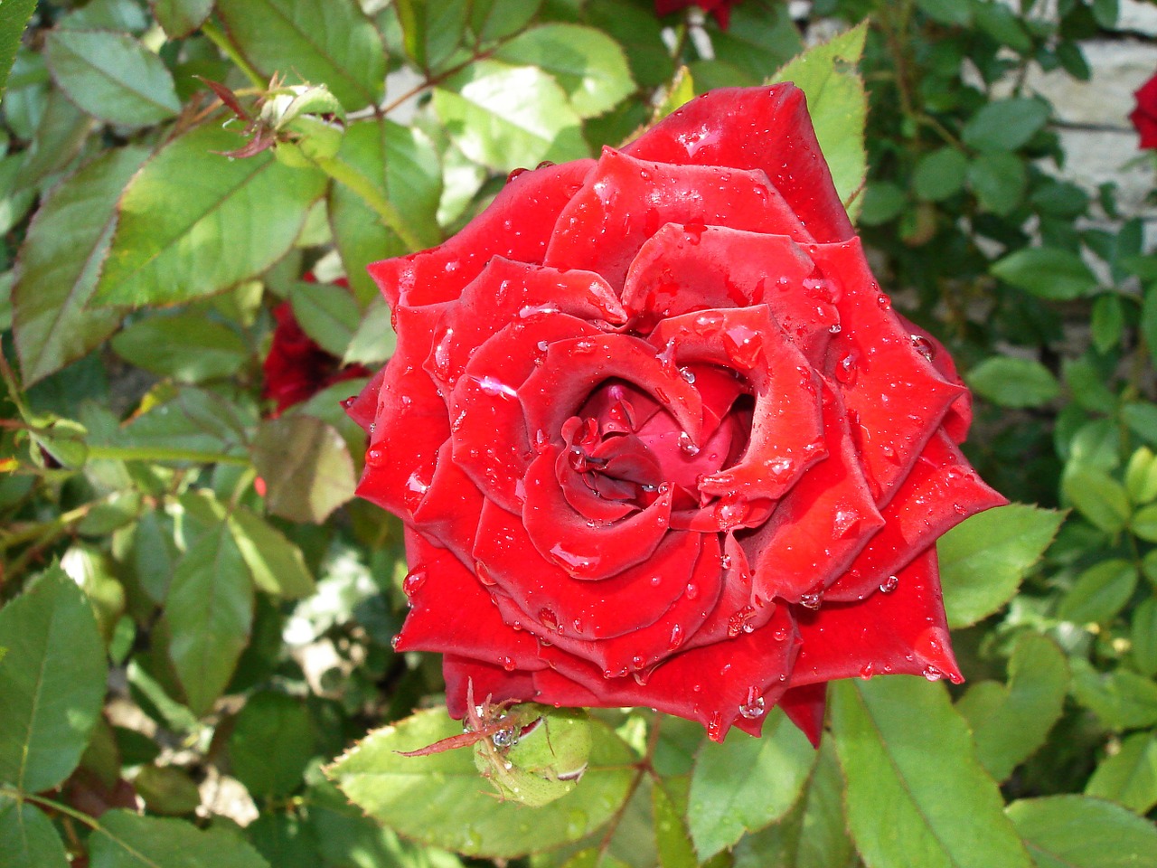 rose red garden free photo