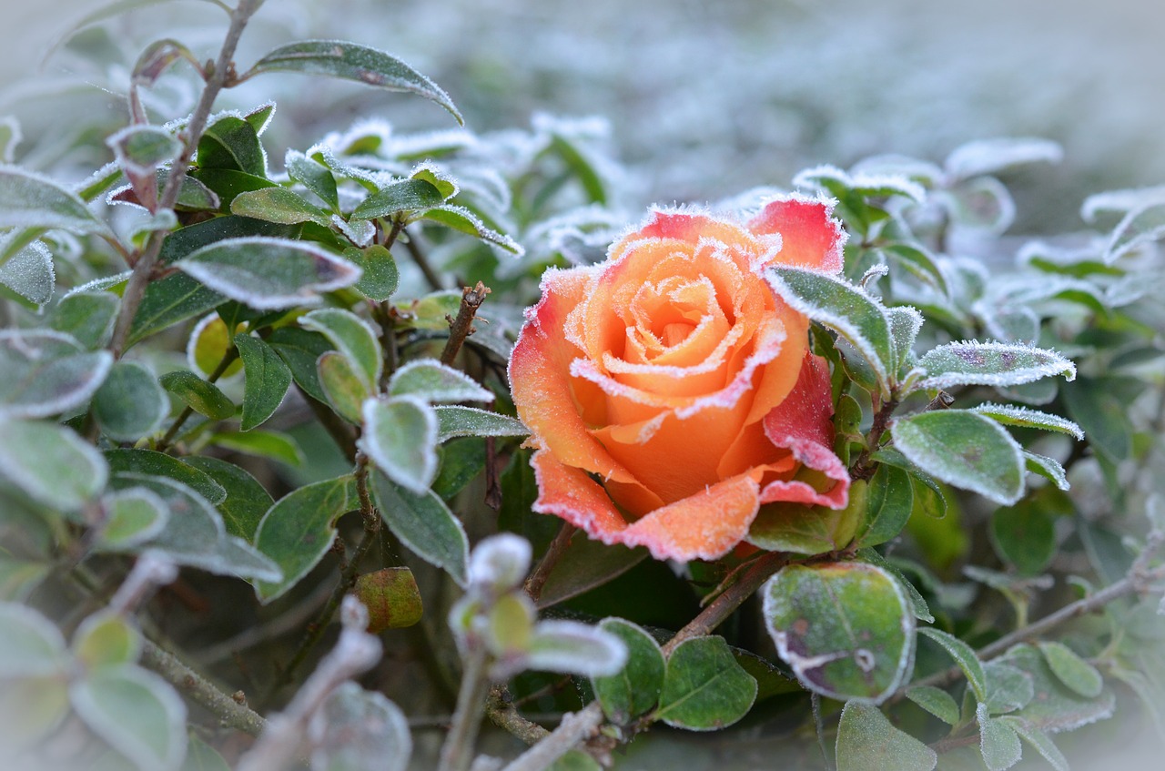 rose frost winter free photo