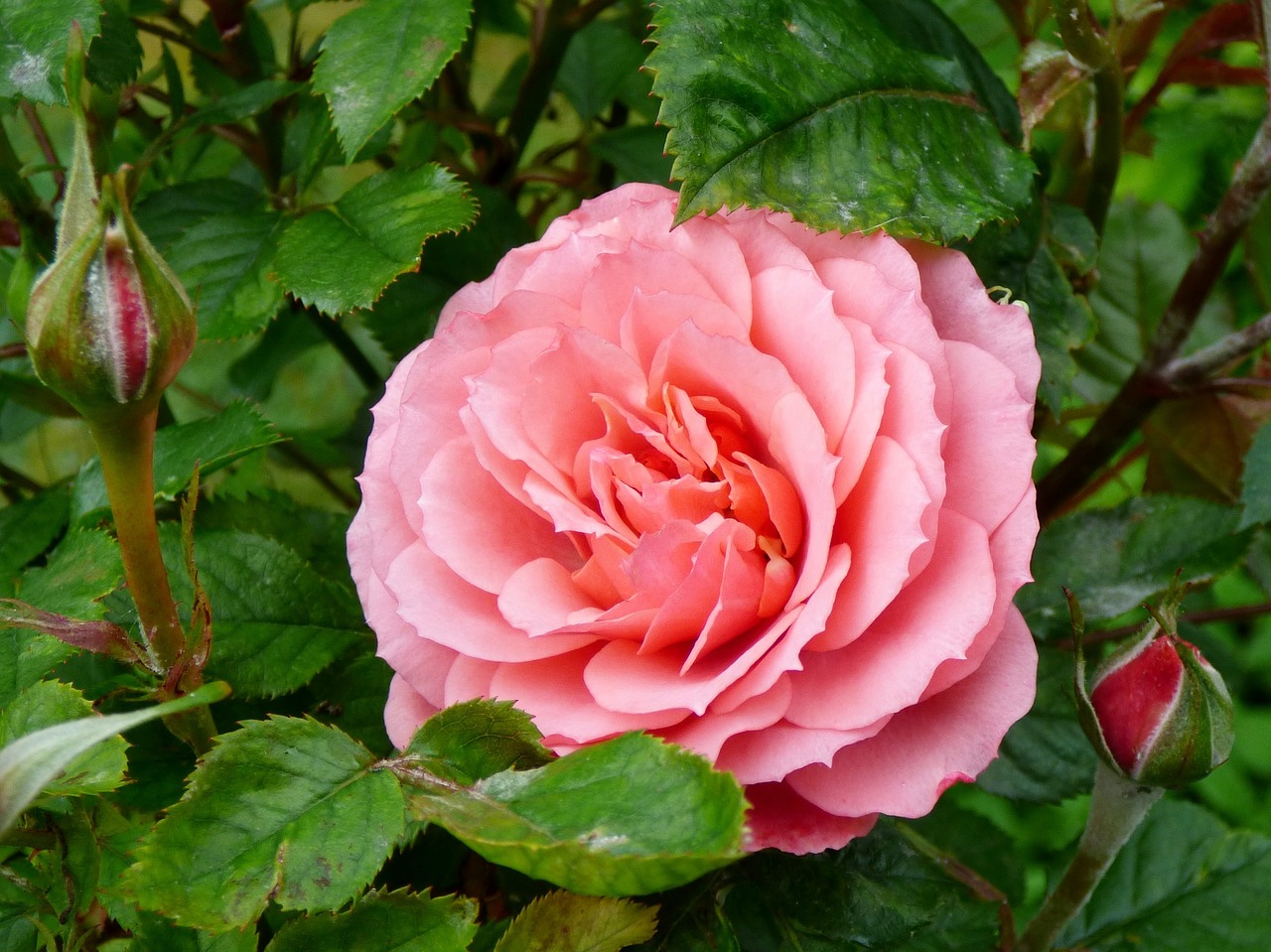 rose pink rose flowers free photo