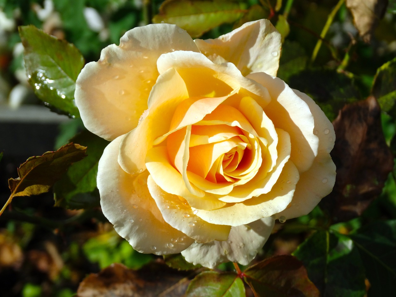 rose yellow flower free photo