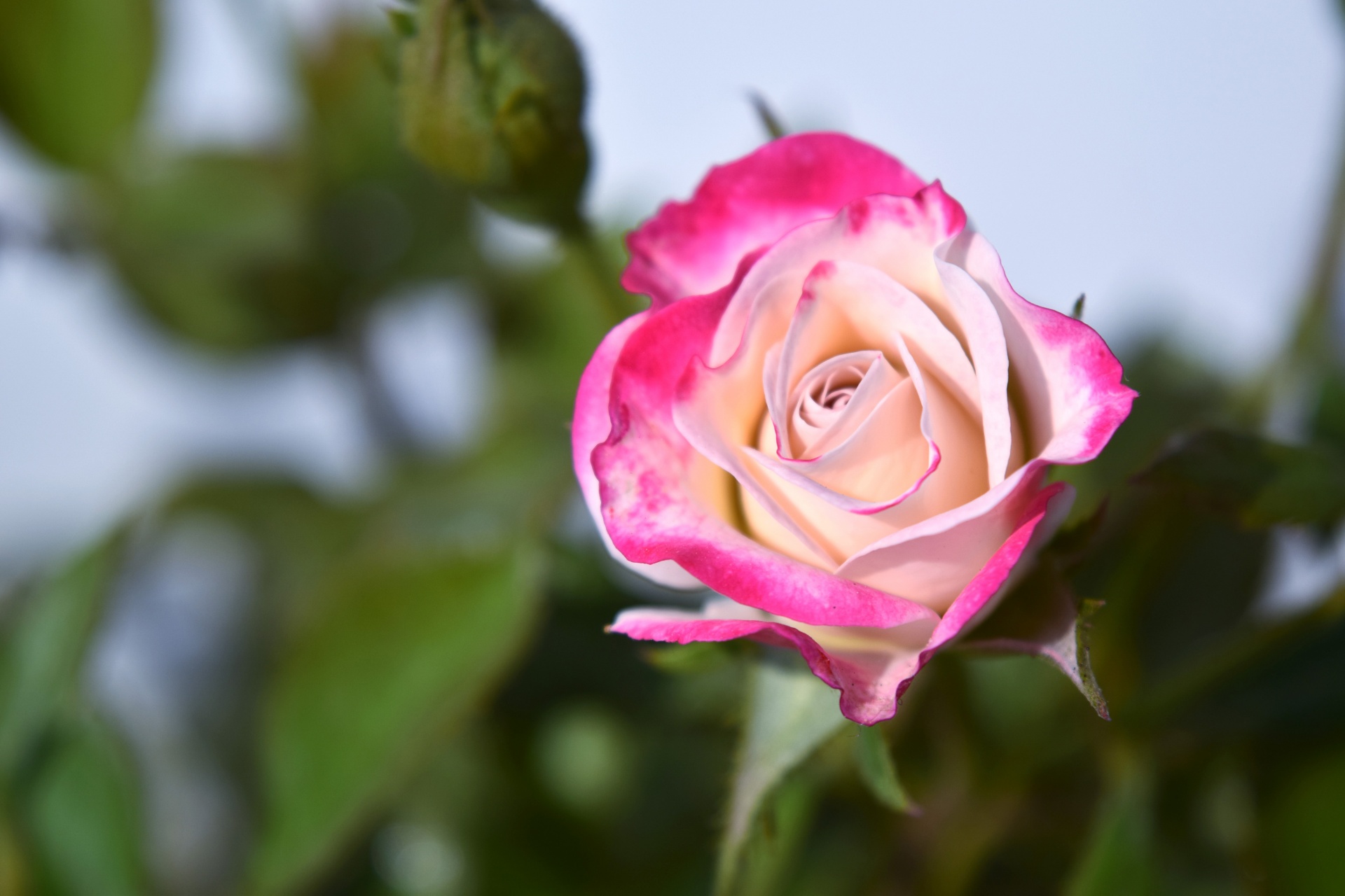 rose pink white free photo