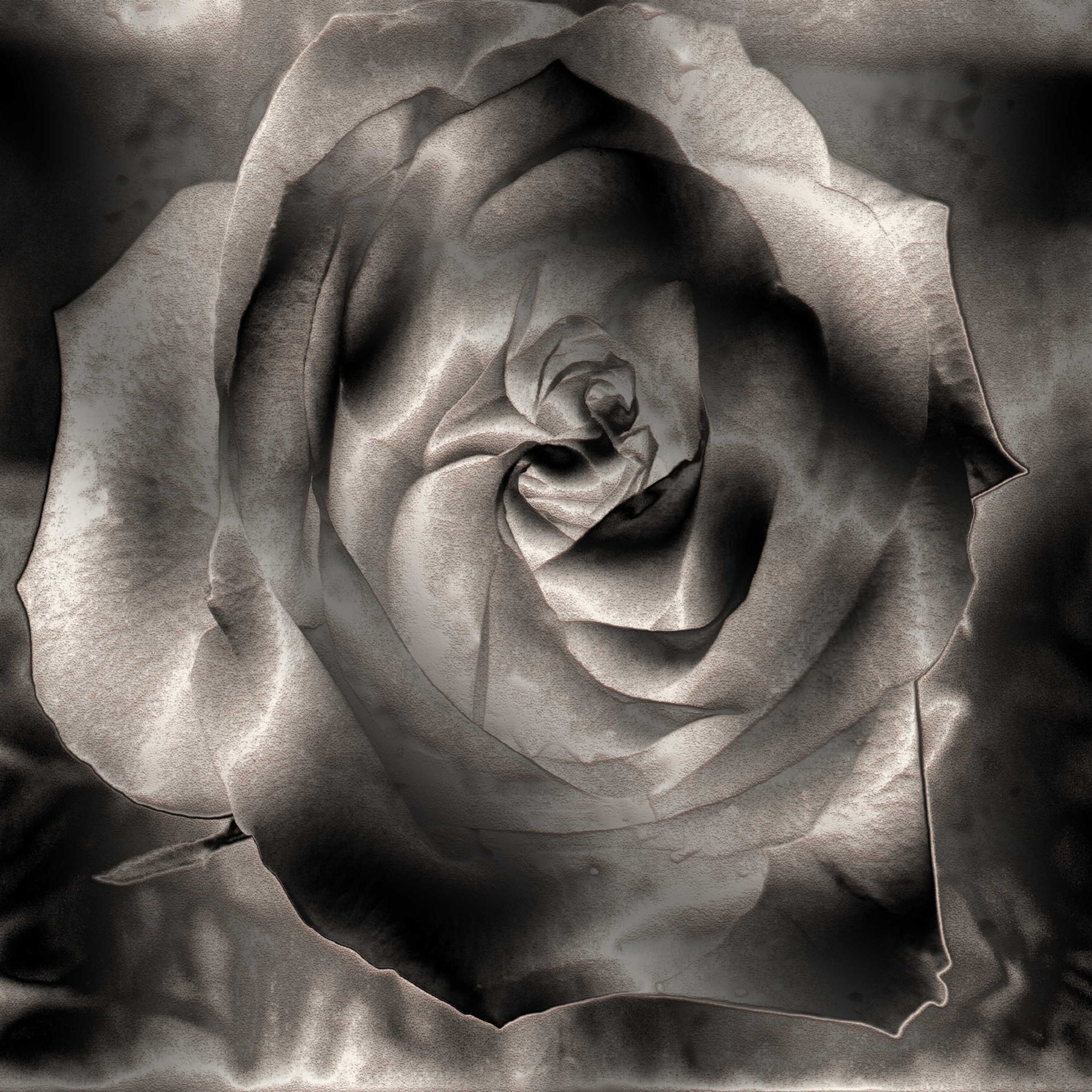flower rose black free photo