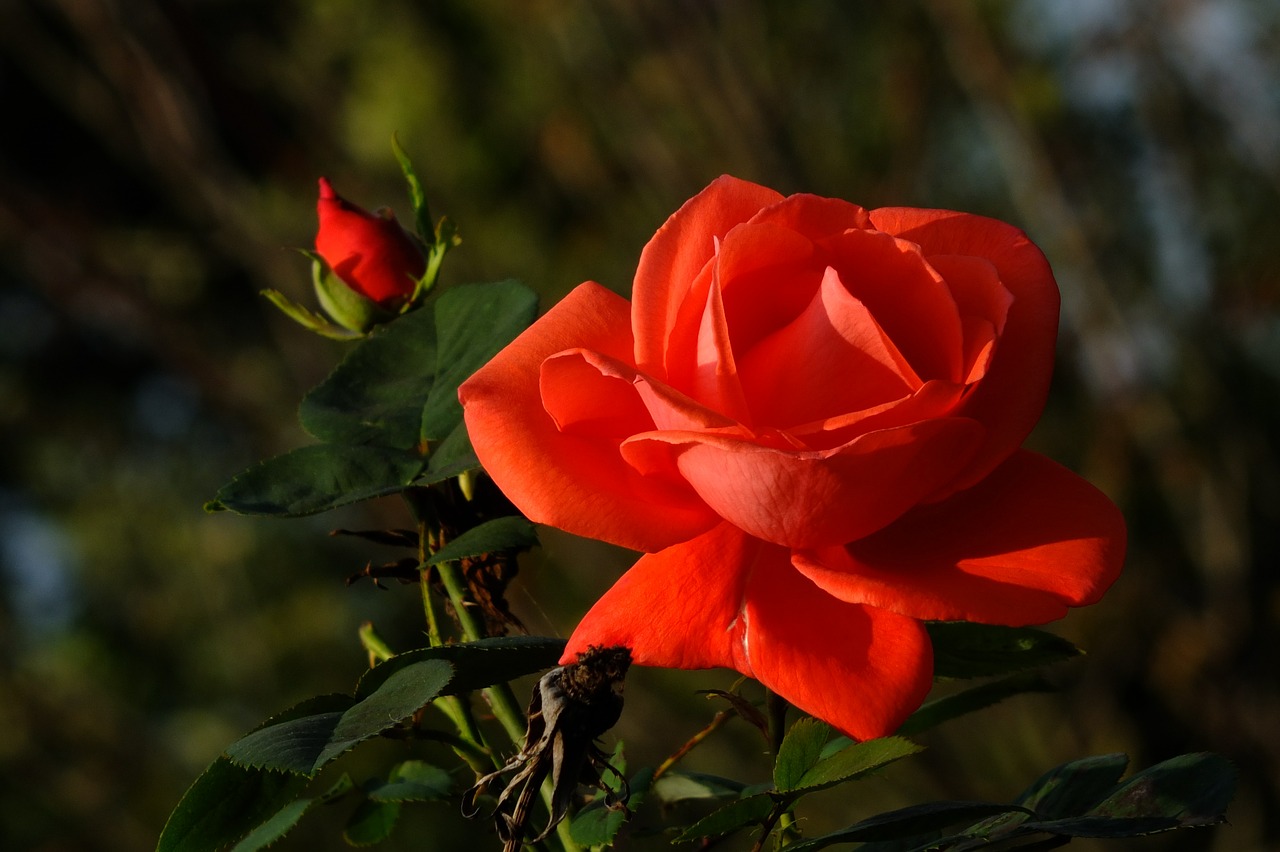 rose rosebud bud free photo