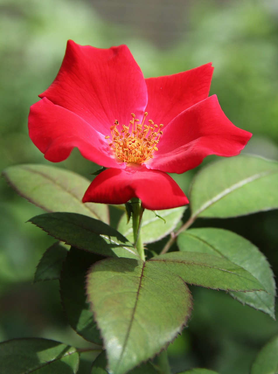 rose red green free photo