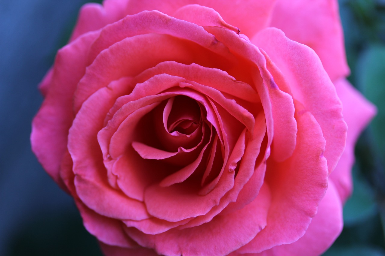 rose pink flower free photo