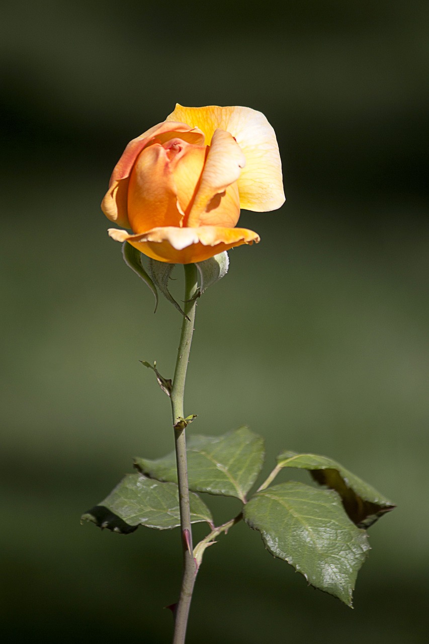 rose orange flower free photo