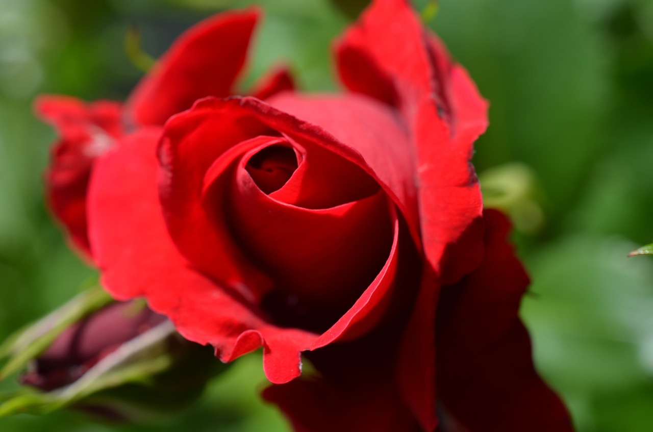 rose red blossom free photo