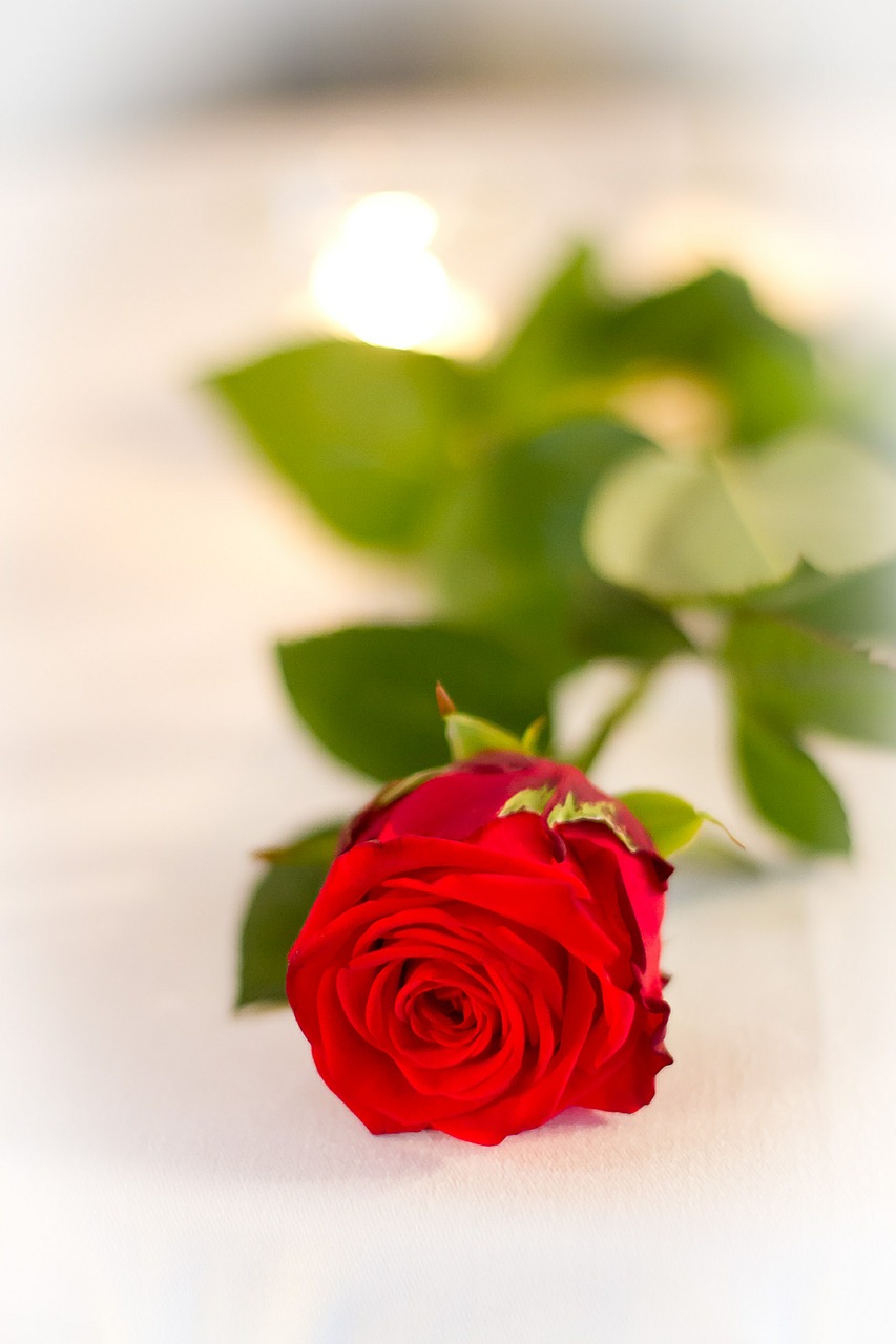 rose red red rose free photo