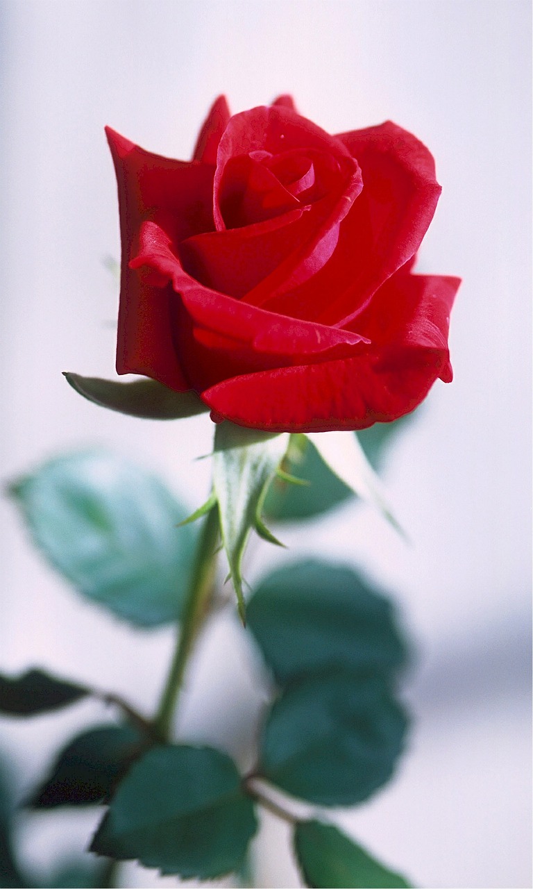 rose red thorns free photo