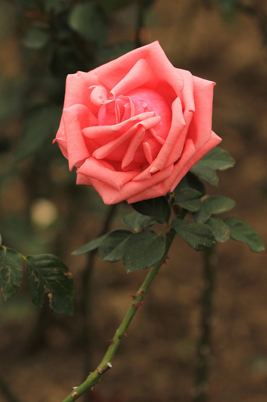 rose flowers macro free photo