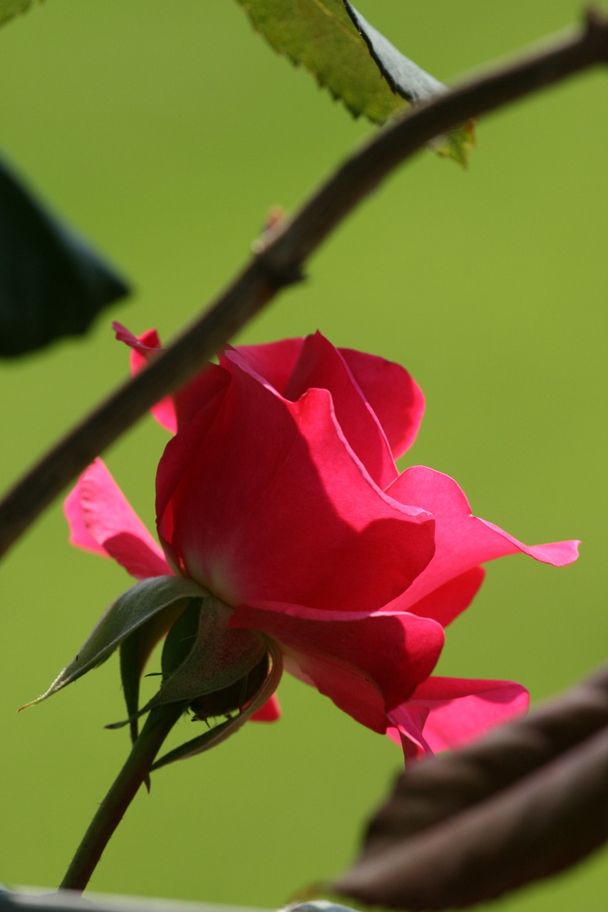 rose red garden free photo