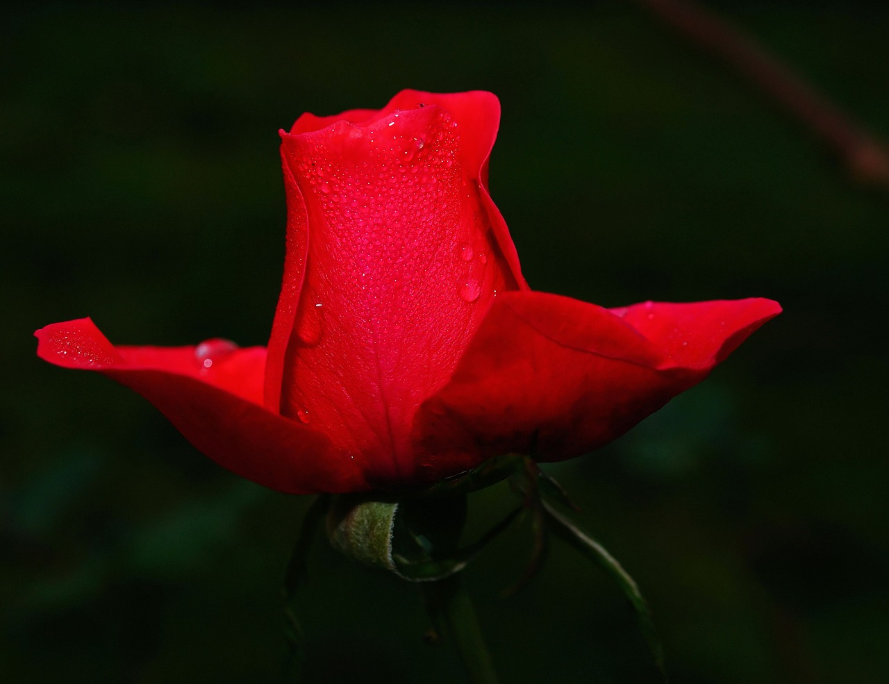 rose flower blossom free photo