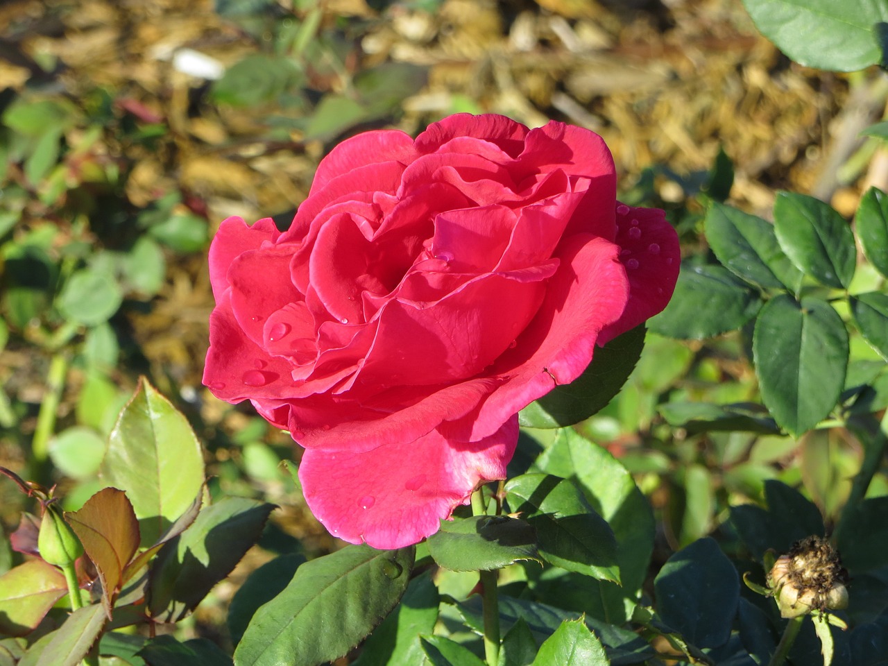 rose pink garden free photo