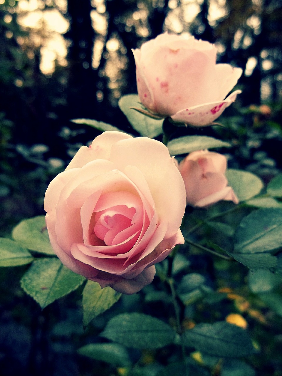 rose pink flower free photo