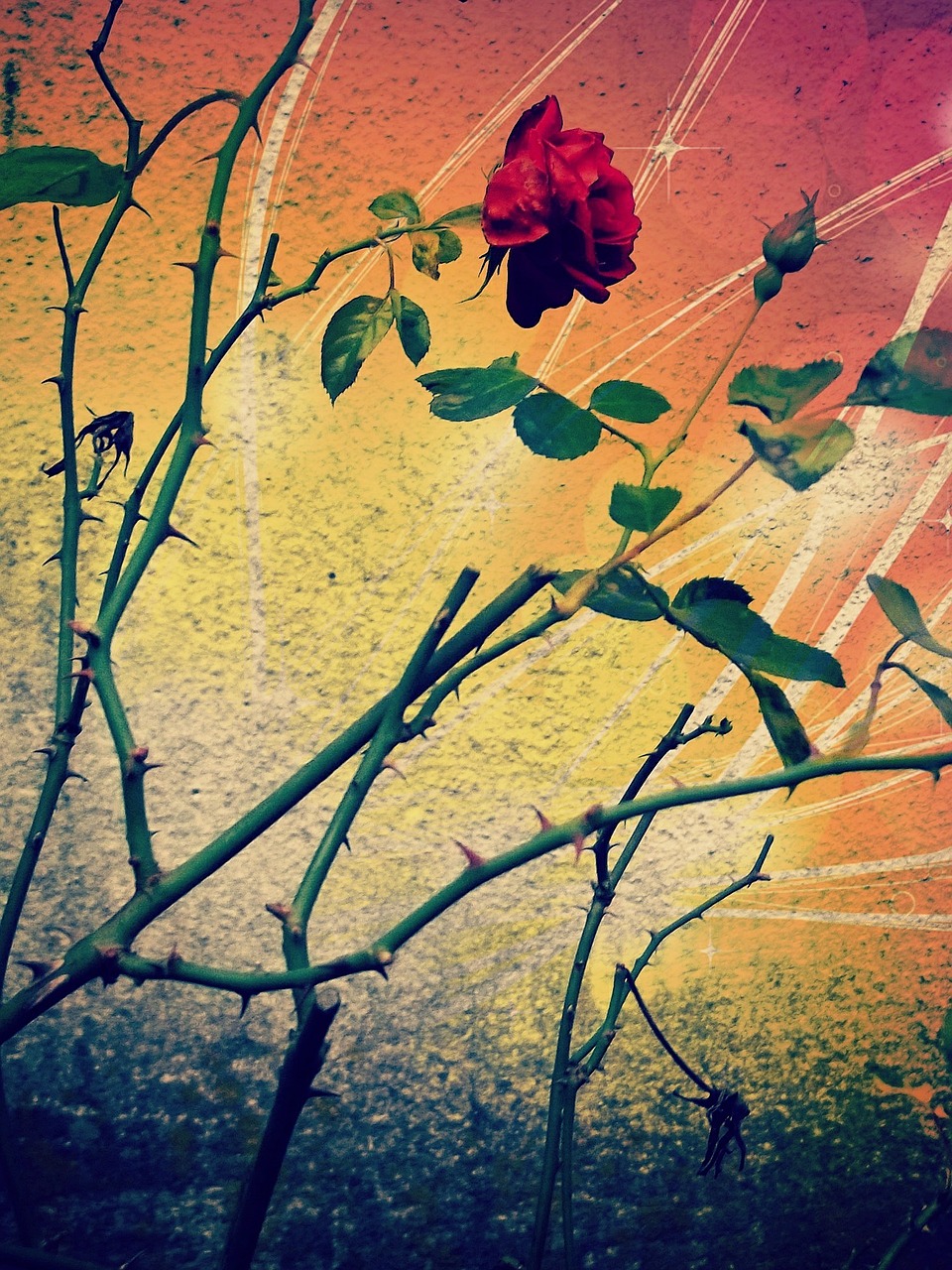 rose red thorns free photo