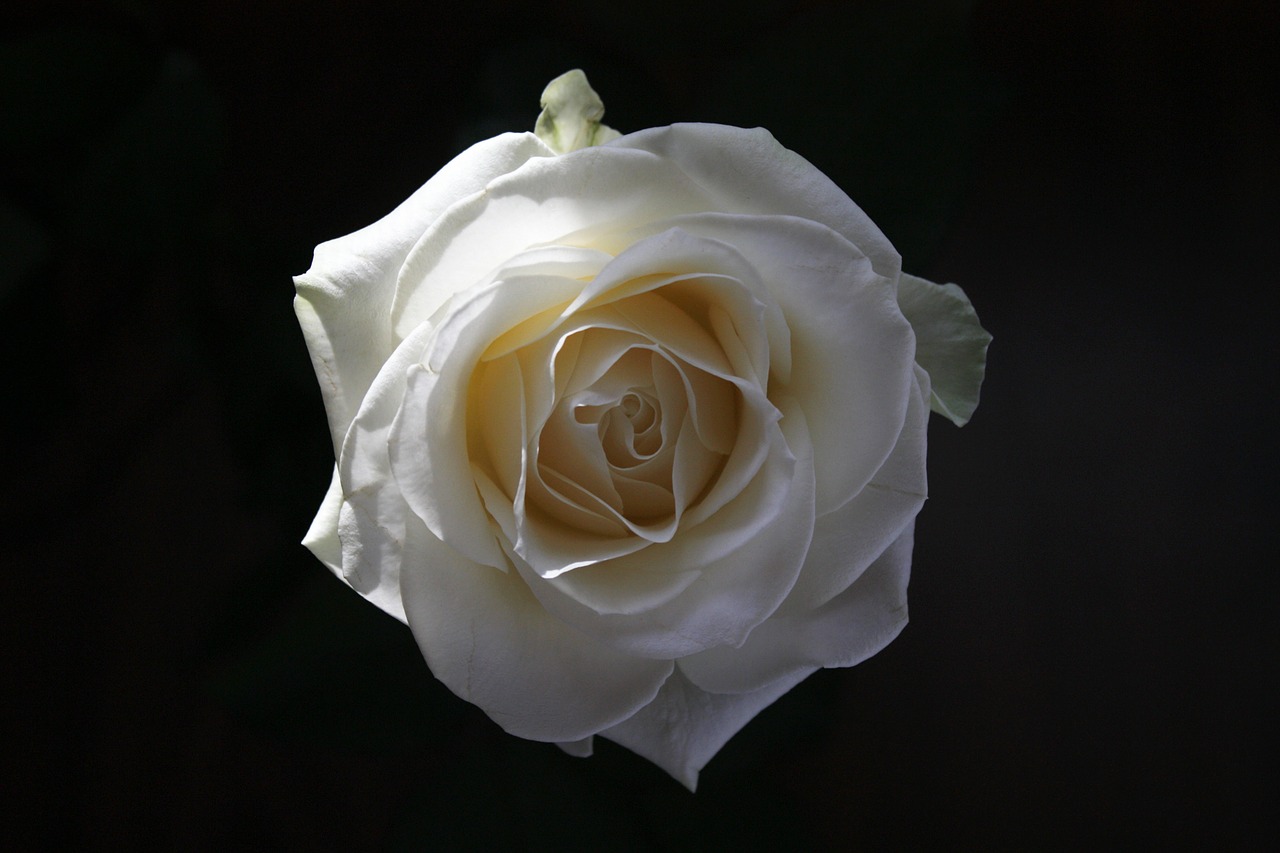 rose flower white free photo
