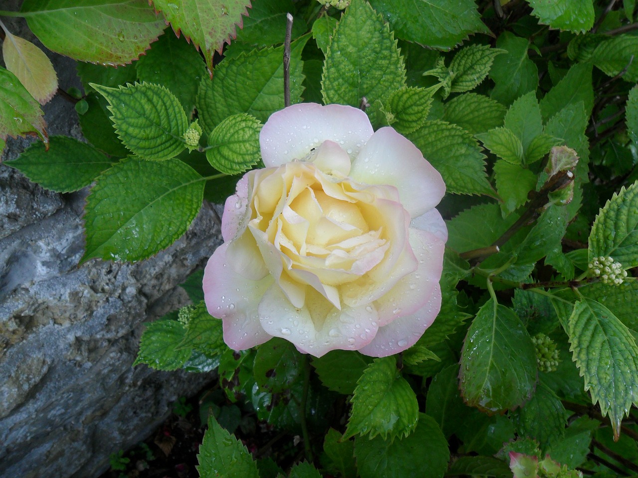 rose flower white free photo