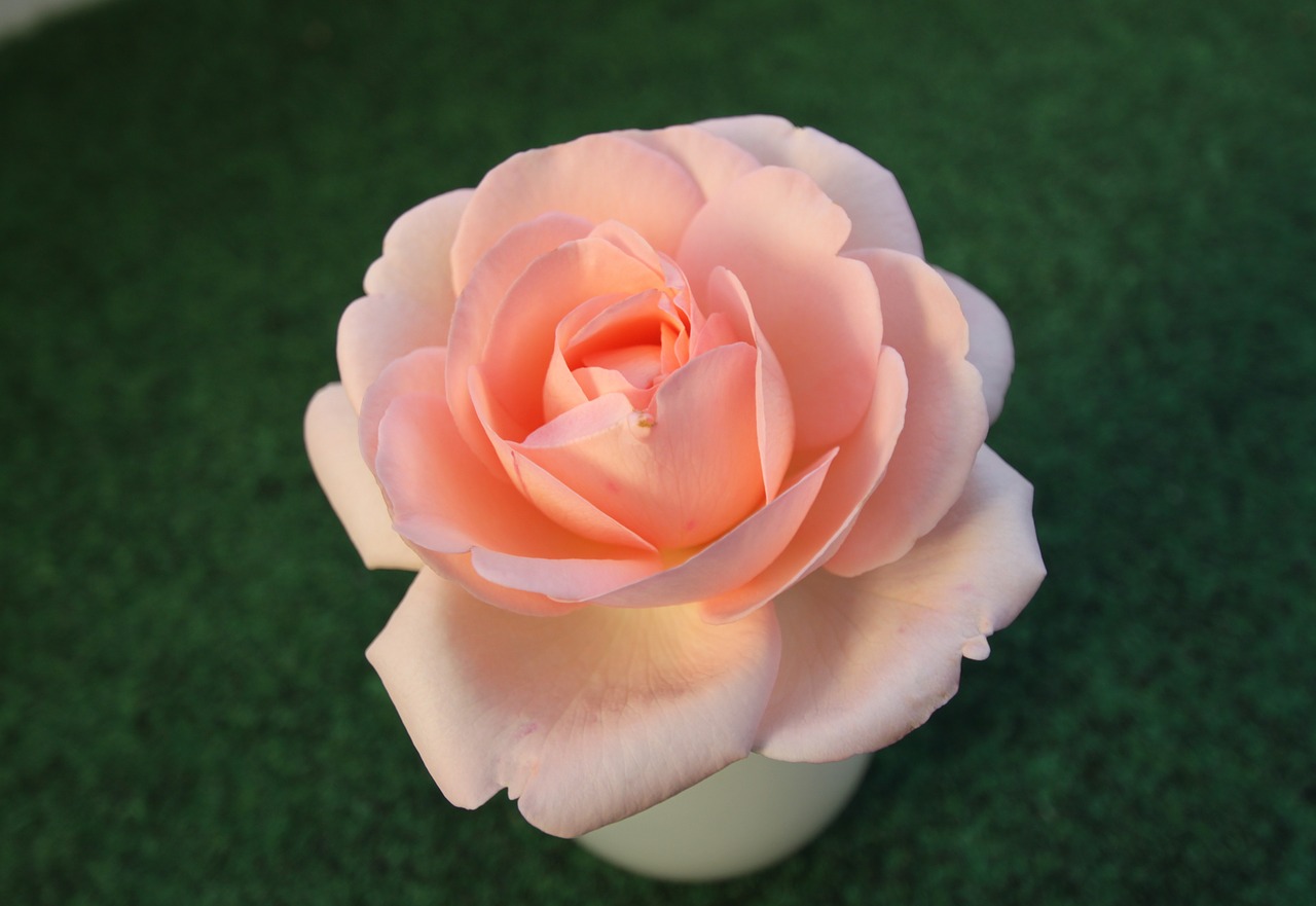 rose pink blossom free photo