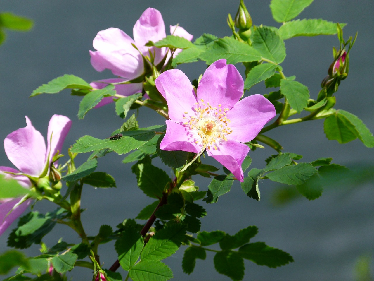 rose wild flower free photo