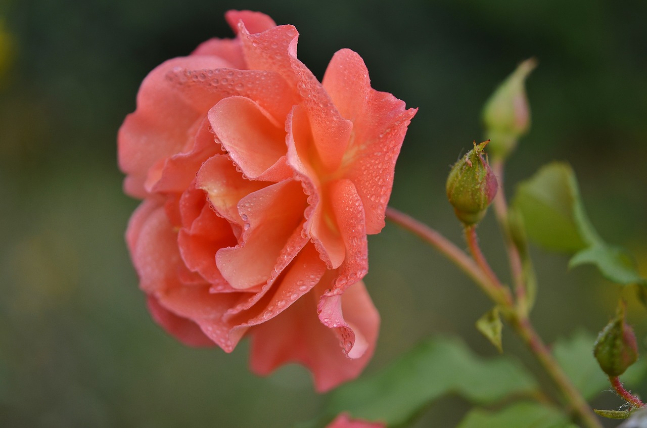 rose orange flower free photo