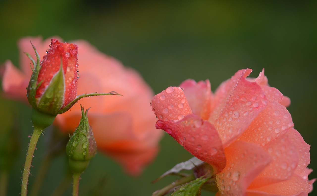 rose orange flower free photo