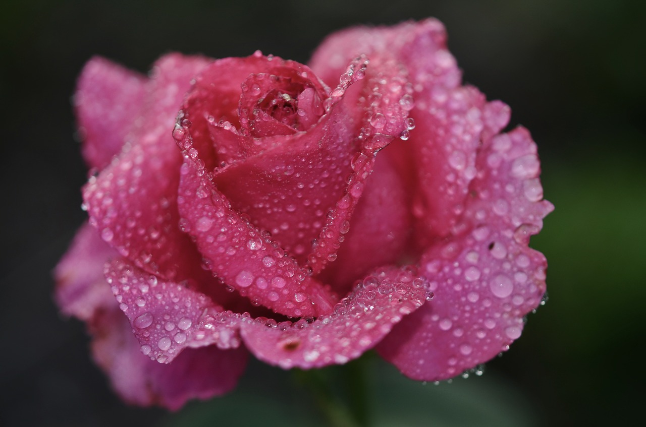 rose pink flower free photo