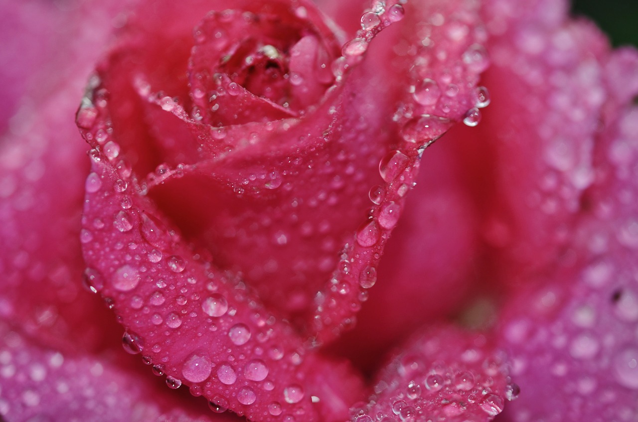 rose pink flower free photo