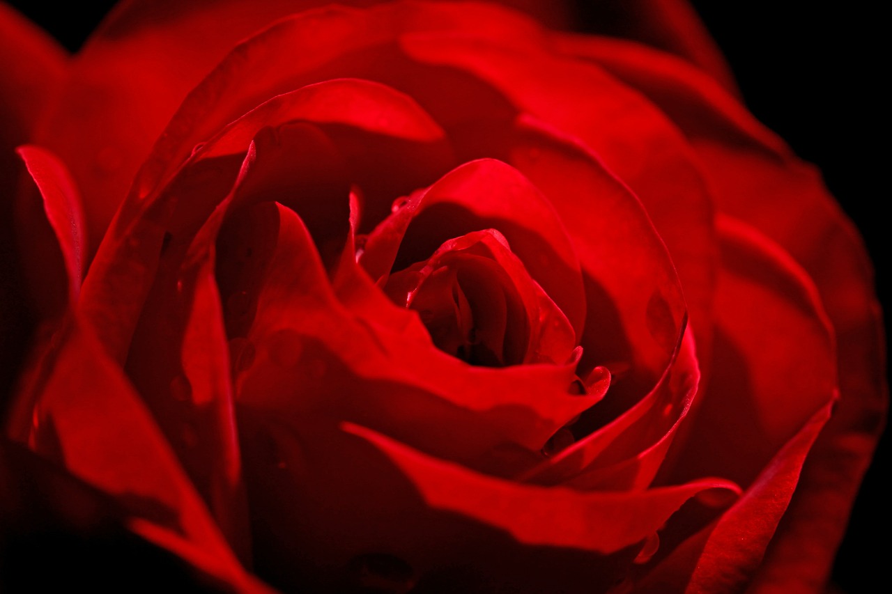 rose red flower free photo