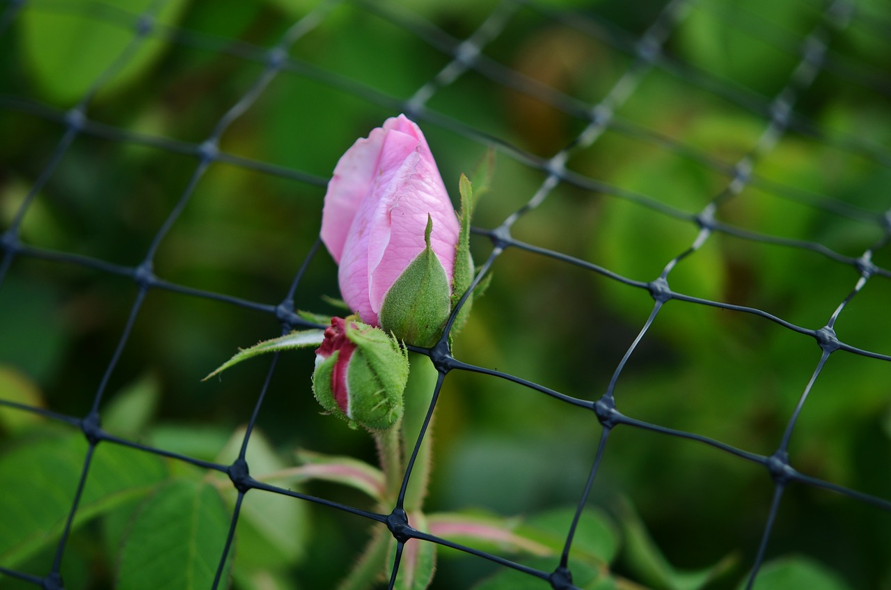 rose fence pink free photo