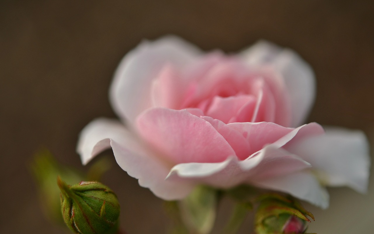 rose pink flower free photo