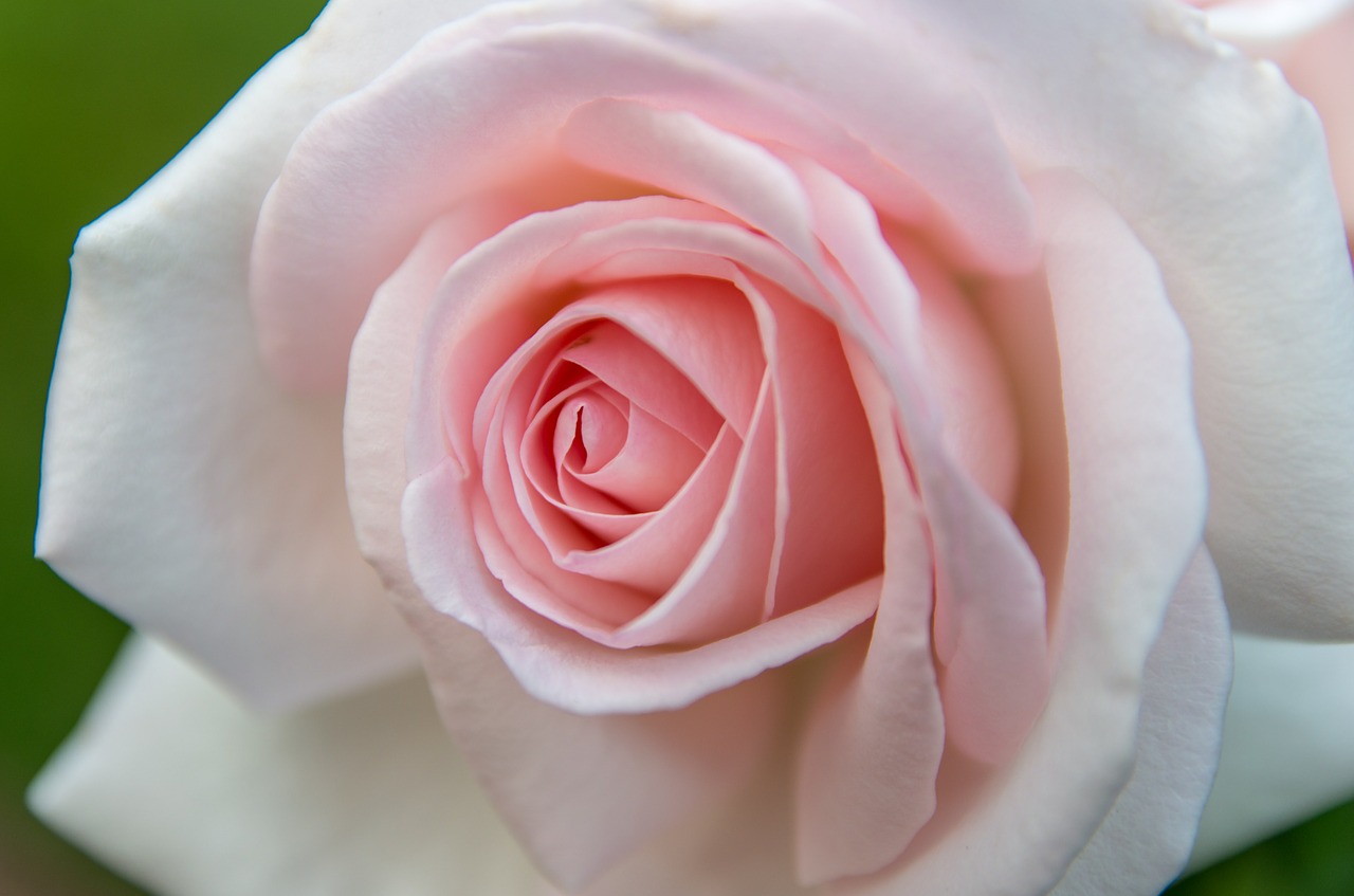 rose pink petal free photo