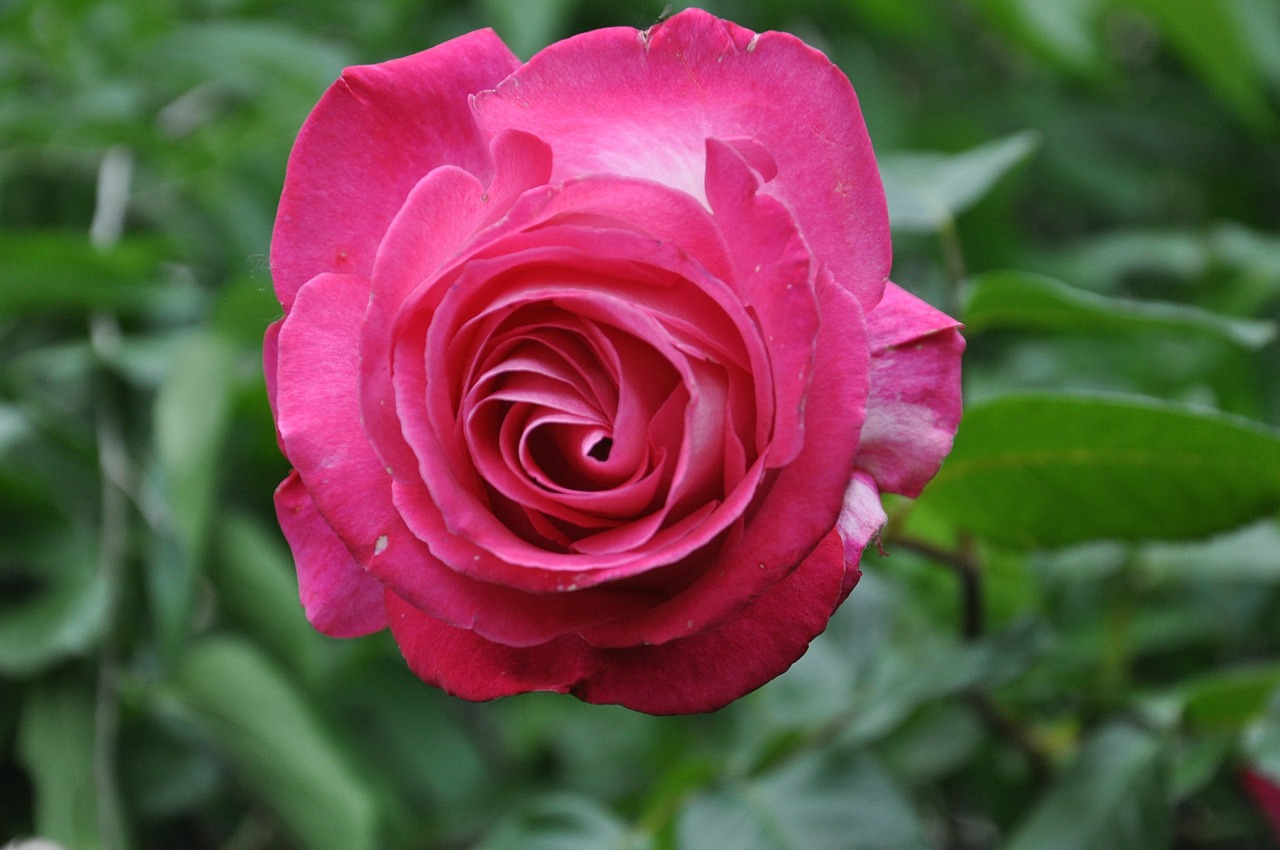 rose pink garden free photo